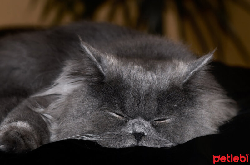 Chinchilla, Kedi  toprak fotoğrafı