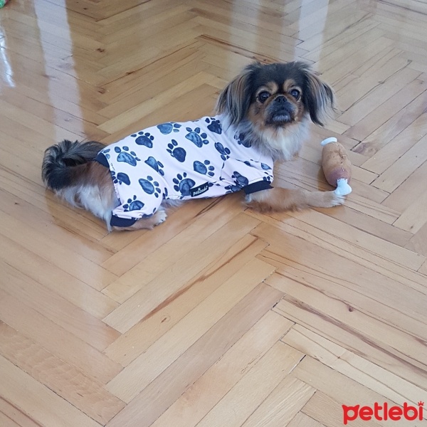 Tibetli Spaniel, Köpek  Eylül fotoğrafı
