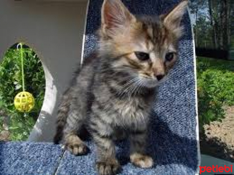 British Shorthair, Kedi  Marul fotoğrafı