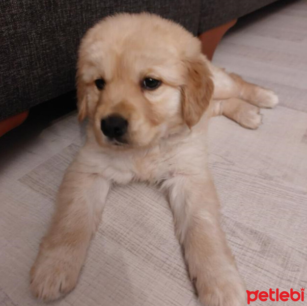 Golden Retriever, Köpek  Dante fotoğrafı