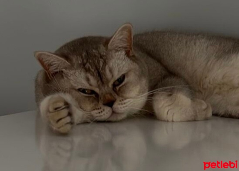 British Shorthair, Kedi  Karamel fotoğrafı