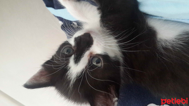 Tekir Kedi, Kedi  Bebee fotoğrafı