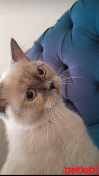 Siyam Kedisi, Kedi  Boncuk fotoğrafı