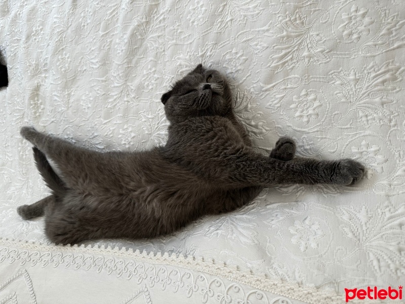 Scottish Fold, Kedi  Zeytin fotoğrafı