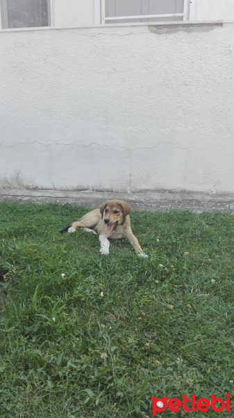 Cymric, Kedi  Adolf fotoğrafı