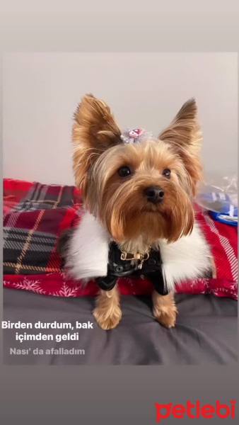 Yorkshire Terrier, Köpek  Çiko fotoğrafı