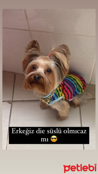 Yorkshire Terrier, Köpek  Çiko fotoğrafı