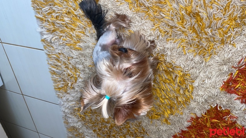 Yorkshire Terrier, Köpek  Çiko fotoğrafı