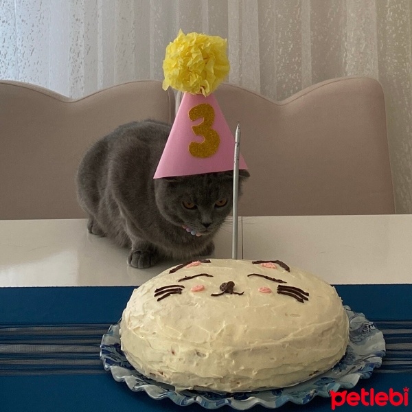 Scottish Fold, Kedi  Mia Nur fotoğrafı
