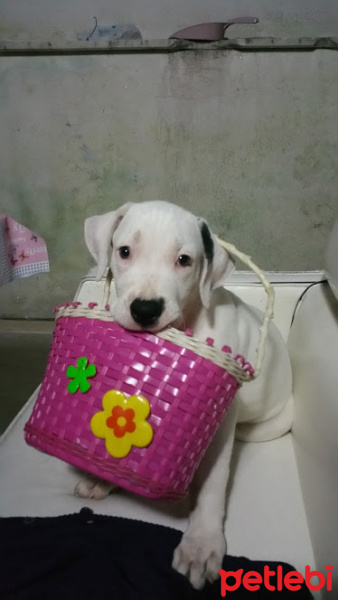 Dogo Arjantin, Köpek  chucky fotoğrafı