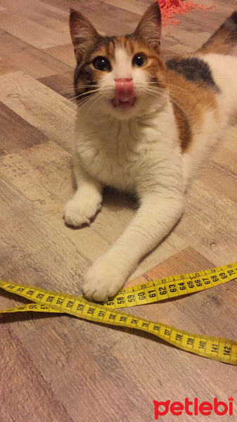 Tekir Kedi, Kedi  Nazlı fotoğrafı