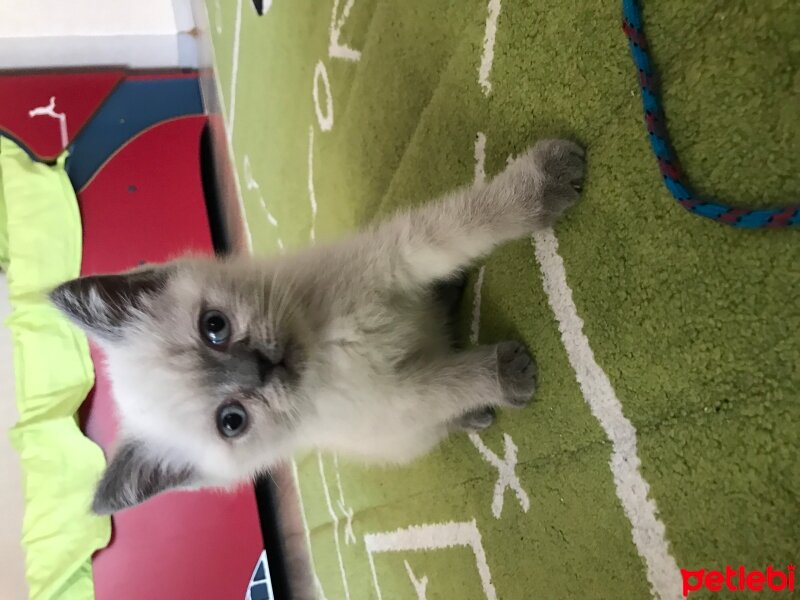 British Shorthair, Kedi  talisca fotoğrafı