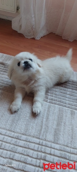Pekingese, Köpek  Leo fotoğrafı