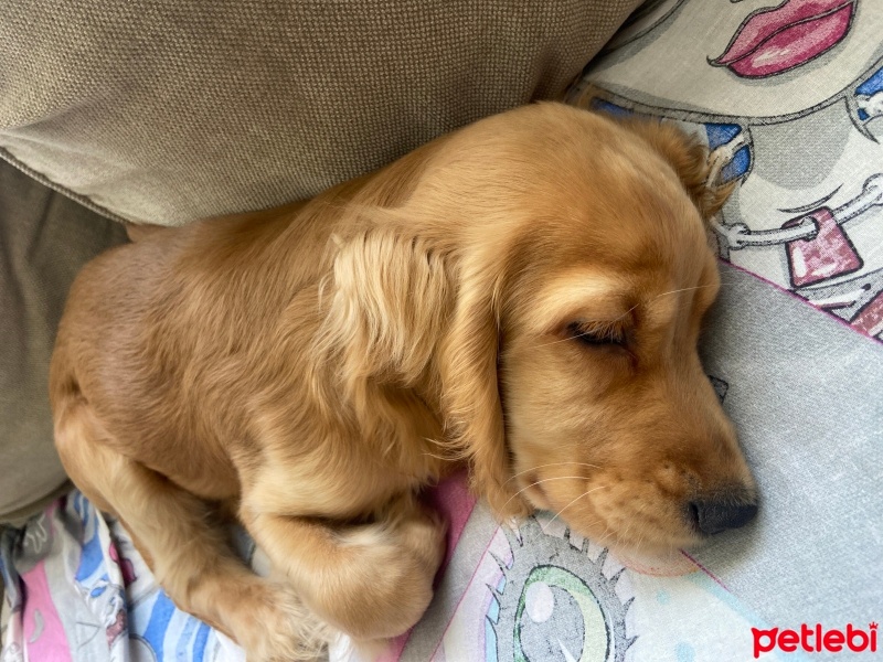 İngiliz Cocker Spaniel, Köpek  Bambi fotoğrafı