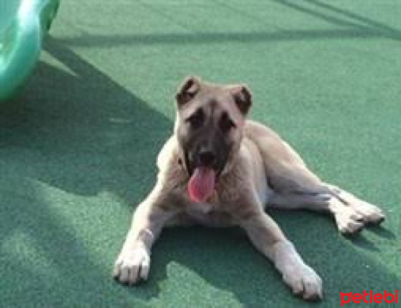 Kangal, Köpek  Pofuduk fotoğrafı