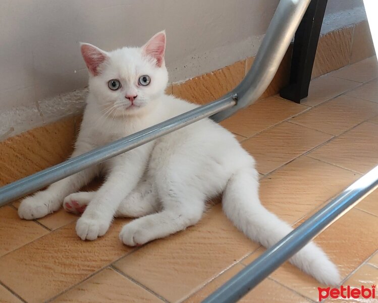 British Shorthair, Kedi  Pamuk fotoğrafı