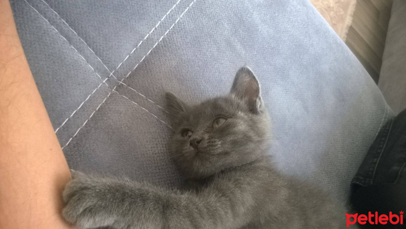 Chartreux, Kedi  PANTER fotoğrafı