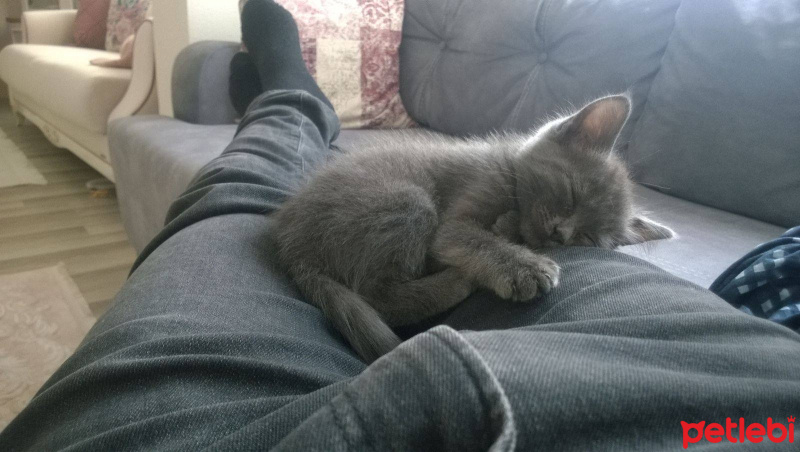 Chartreux, Kedi  PANTER fotoğrafı