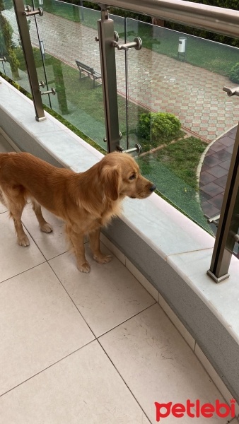 Golden Retriever, Köpek  Fıstık fotoğrafı