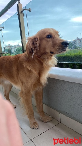 Golden Retriever, Köpek  Fıstık fotoğrafı