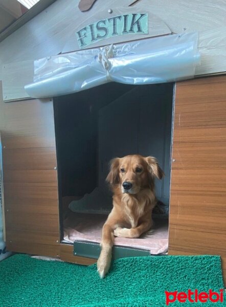 Golden Retriever, Köpek  Fıstık fotoğrafı