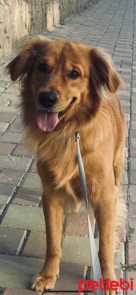 Golden Retriever, Köpek  Fıstık fotoğrafı