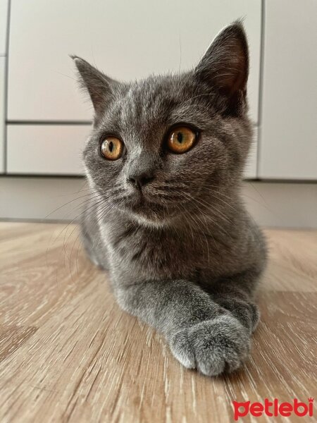 British Shorthair, Kedi  Karam fotoğrafı