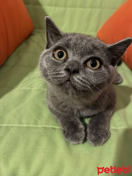 British Shorthair, Kedi  Karam fotoğrafı