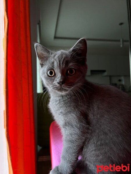 British Shorthair, Kedi  Karam fotoğrafı