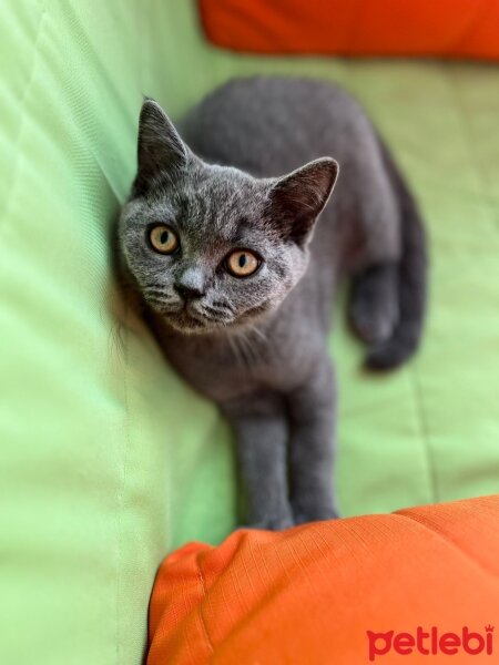 British Shorthair, Kedi  Karam fotoğrafı