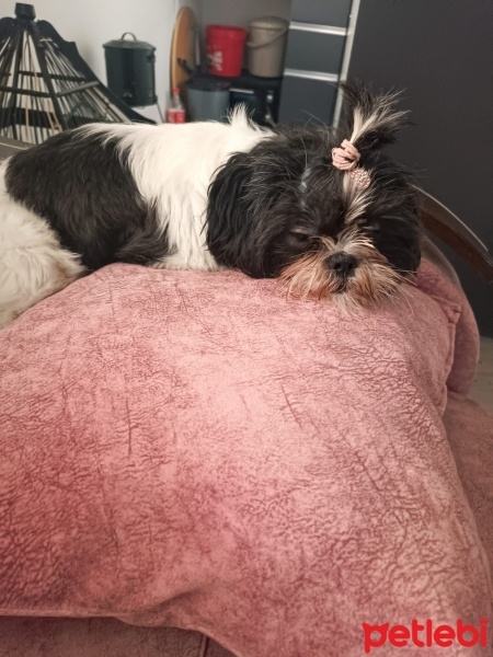 Shih Tzu, Köpek  Isabella fotoğrafı