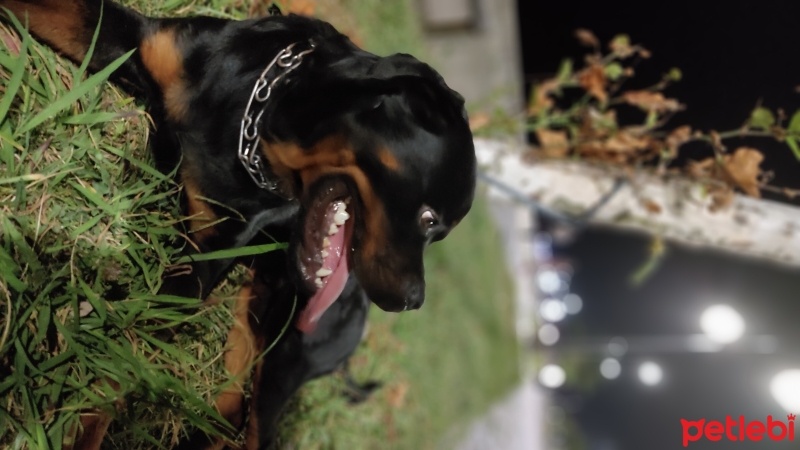 Rottweiler, Köpek  Max fotoğrafı