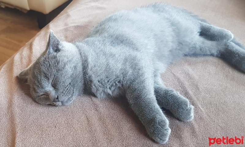 Ragamuffin, Kedi  gece fotoğrafı