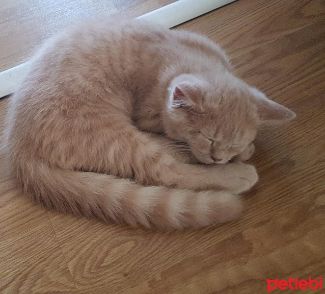 Scottish Fold, Kedi  Churchill fotoğrafı