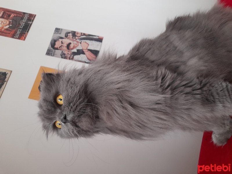 British Longhair, Kedi  Venüs fotoğrafı