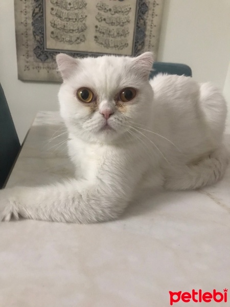 Exotic Shorthair, Kedi  Sütlaç fotoğrafı