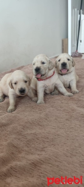 Golden Retriever, Köpek  Yavru Golden fotoğrafı