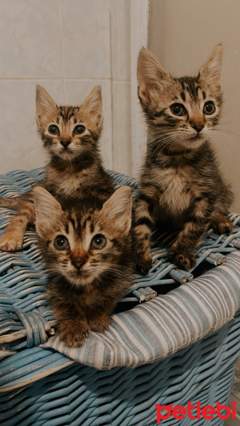 Bengal, Kedi  Mırmırlar fotoğrafı