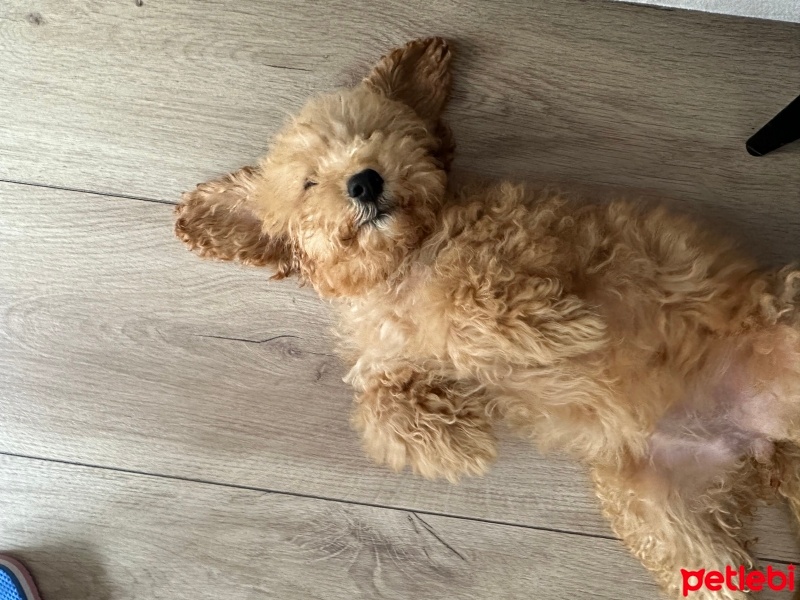 Poodle(Standart Kaniş), Köpek  Cookie fotoğrafı