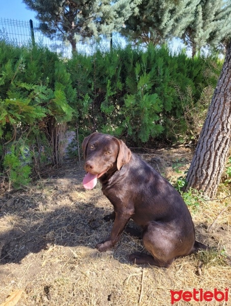 Labrador Retriever, Köpek  Güneş fotoğrafı