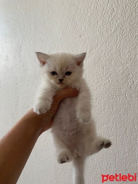 British Shorthair, Kedi  British pluepoint fotoğrafı