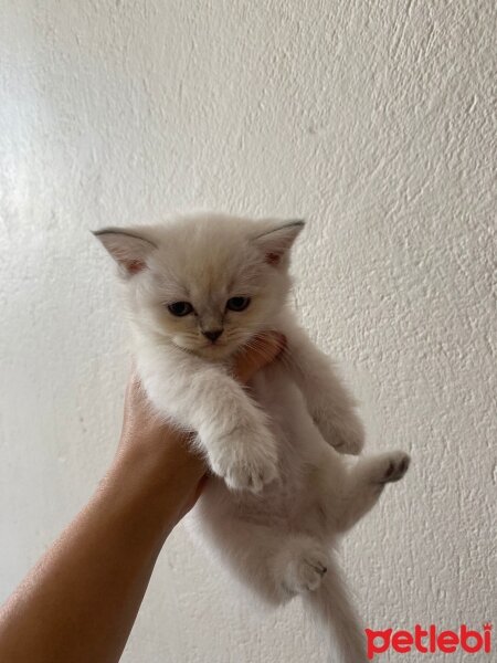 British Shorthair, Kedi  British pluepoint fotoğrafı