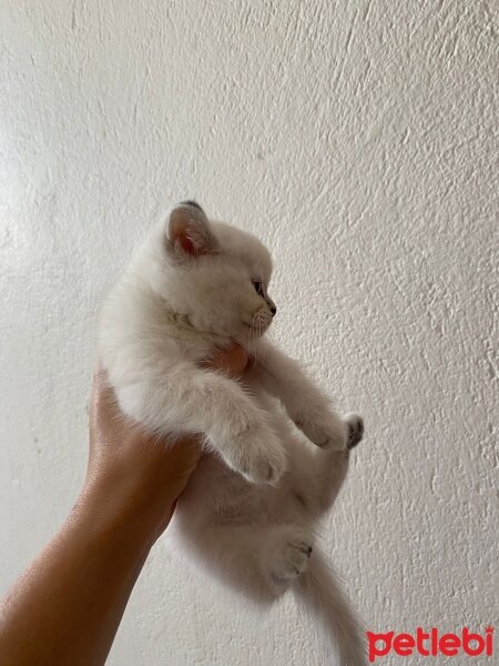 British Shorthair, Kedi  British pluepoint fotoğrafı