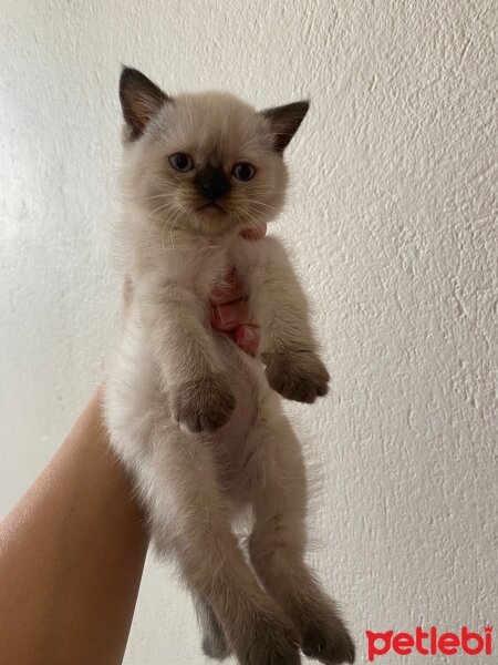 British Shorthair, Kedi  British pluepoint fotoğrafı