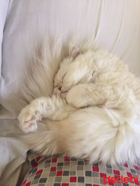 Chinchilla, Kedi  Nazli fotoğrafı