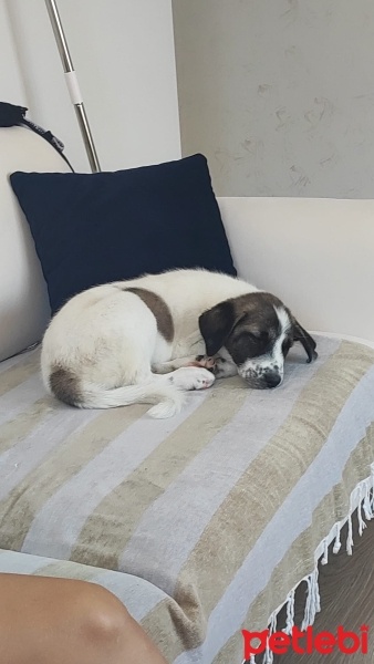 Sokö (Sokak Köpeği), Köpek  Yaz fotoğrafı