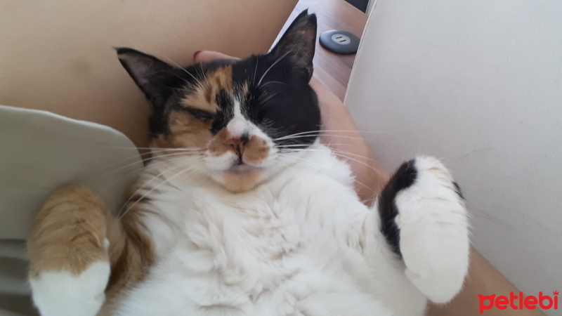 Tekir Kedi, Kedi  Çinçi fotoğrafı