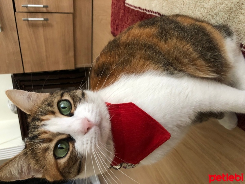 Tekir Kedi, Kedi  Bal fotoğrafı