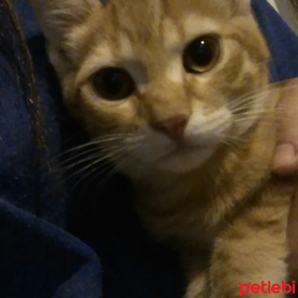 Tekir Kedi, Kedi  Portakal  fotoğrafı