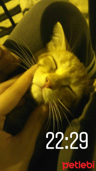 Tekir Kedi, Kedi  Portakal  fotoğrafı